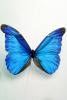 Butterflies, Wings, Butterfly, OECV02P01_06