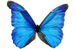 Butterflies, Wings, Butterfly, photo-object, object, cut-out, cutout, OECV02P01_06F