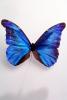 Butterflies, Wings, Butterfly, OECV02P01_07