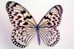 Butterflies, Wings, Butterfly, OECV02P01_08