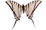 Butterflies, Wings, Butterfly, photo-object, object, cut-out, cutout, OECV02P01_09F