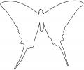 Butterflies, Wings, Butterfly outline, line drawing, shape, OECV02P01_09O