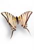 Butterflies, Wings, Butterfly, OECV02P01_10