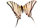 Butterflies, Wings, Butterfly, photo-object, object, cut-out, cutout, OECV02P01_10F