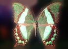 Butterflies, Wings, Butterfly, OECV02P02_02
