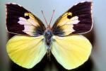 Butterflies, Wings, Butterfly, OECV02P02_03
