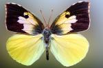 Butterflies, Wings, Butterfly, OECV02P02_03B