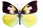 Butterflies, Wings, Butterfly, photo-object, object, cut-out, cutout, OECV02P02_03F