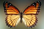 Butterflies, Wings, Butterfly, OECV02P02_05B