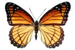 Butterflies, Wings, Butterfly photo-object, object, cut-out, cutout, OECV02P02_05F