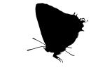 Butterfly silhouette, Wings, Butterflies, logo, shape, OECV02P05_02.0891M