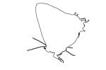 Butterfly outline, line drawing, shape, OECV02P05_02.0891O