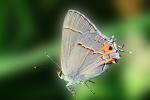 Butterflies, Wings, Butterfly, OECV02P05_03B