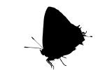 Butterfly silhouette, Wings, Butterflies, logo, shape, OECV02P05_03M