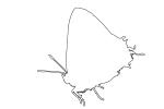 Butterflies, Wings, Butterfly outline, line drawing, shape, OECV02P05_03O