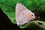 Butterflies, Wings, Butterfly, OECV02P05_04
