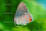 Butterfly, OECV02P05_05.3333