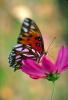 Butterfly, OECV02P05_17.0891