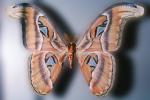 Butterflies, Wings, Butterfly, OECV02P06_03