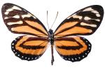 Butterflies, Wings, Butterfly, photo-object, object, cut-out, cutout, OECV02P06_04F