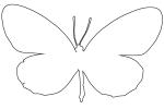 Butterflies, Wings, Butterfly outline, line drawing, shape, OECV02P06_04O