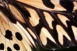 Butterflies, Wings, Butterfly, OECV02P06_05