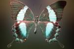 Butterflies, Wings, Butterfly, OECV02P06_06