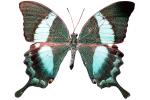 Butterflies, Wings, Butterfly, photo-object, object, cut-out, cutout, OECV02P06_06F