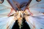 Moth, OECV02P06_07