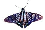 Butterflies, Wings, Butterfly, photo-object, object, cut-out, cutout, OECV02P06_11F