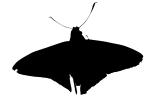 Butterflies silhouette, Wings, Butterfly, logo, shape, OECV02P06_11M