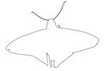 Butterflies outline, Wings, Butterfly, line drawing, shape, OECV02P06_11O