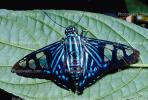 Butterfly, OECV02P06_12.3333