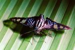 Butterflies, Wings, Butterfly, OECV02P06_17