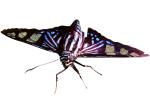Butterflies, Wings, Butterfly, photo-object, object, cut-out, cutout, OECV02P06_17F