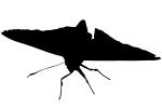 Butterflies silhouette, Wings, Butterfly, logo, shape, OECV02P06_17M