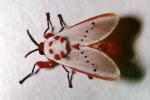Moth, OECV02P07_01