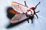 Moth, OECV02P07_02