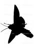 Sphinx Moth silhouette, logo, shape, OECV02P07_03M