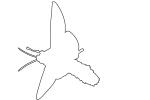 Sphinx Moth outline, line drawing, shape, OECV02P07_03O