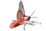 Sphinx Moth, photo-object, object, cut-out, cutout, OECV02P07_04F