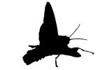 Sphinx Moth silhouette, logo, shape, OECV02P07_04M