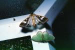 Moth, OECV02P07_19
