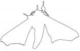 outline of a moth, line drawing, shape, OECV02P08_03O