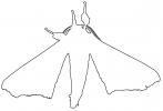 outline Moth, line drawing, shape, OECV02P08_04O