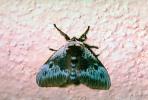 Moth, OECV02P08_07.3333
