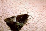 Moth, OECV02P08_11.3333