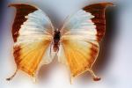 Butterfly, Wings, OECV02P08_13