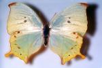 Butterfly, Wings, OECV02P08_14