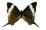 Butterfly, Wings, photo-object, object, cut-out, cutout, OECV02P09_05F